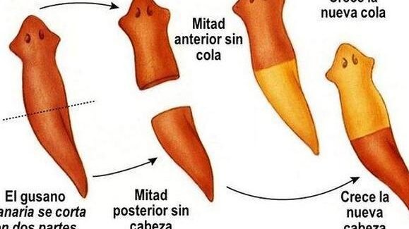 la-capacidad-de-regeneracion-de-las-planarias-y-la-medicina-regenerativa