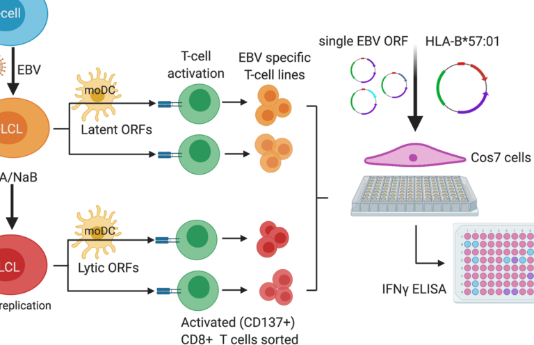 la-importancia-del-gen-hla-b-en-la-reaccion-al-abacavir-vih