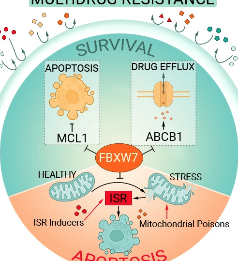 la-relacion-entre-el-gen-abcb1-y-la-resistencia-a-farmacos