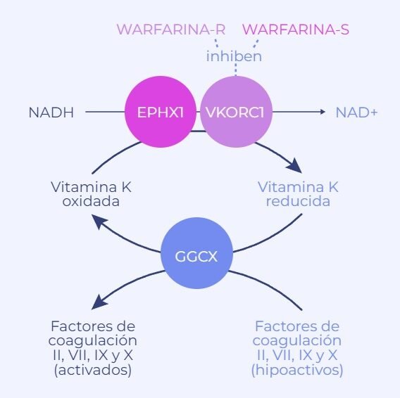 la-relacion-entre-el-gen-vkorc1-y-la-dosis-de-warfarina
