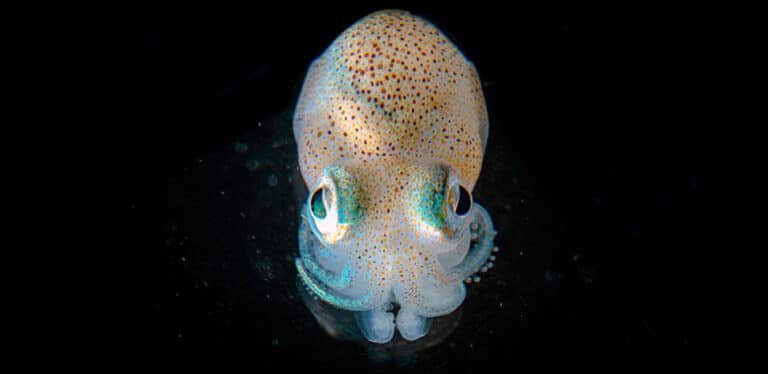 la-simbiosis-entre-el-calamar-hawaiano-y-bacterias-luminiscentes-aplicada-a-la-medicina