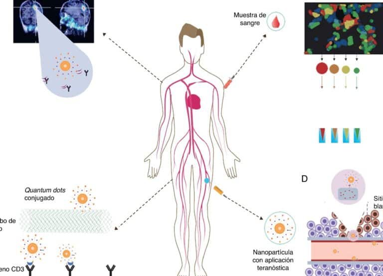 nanomedicina-y-la-barrera-placentaria-retos-de-seguridad