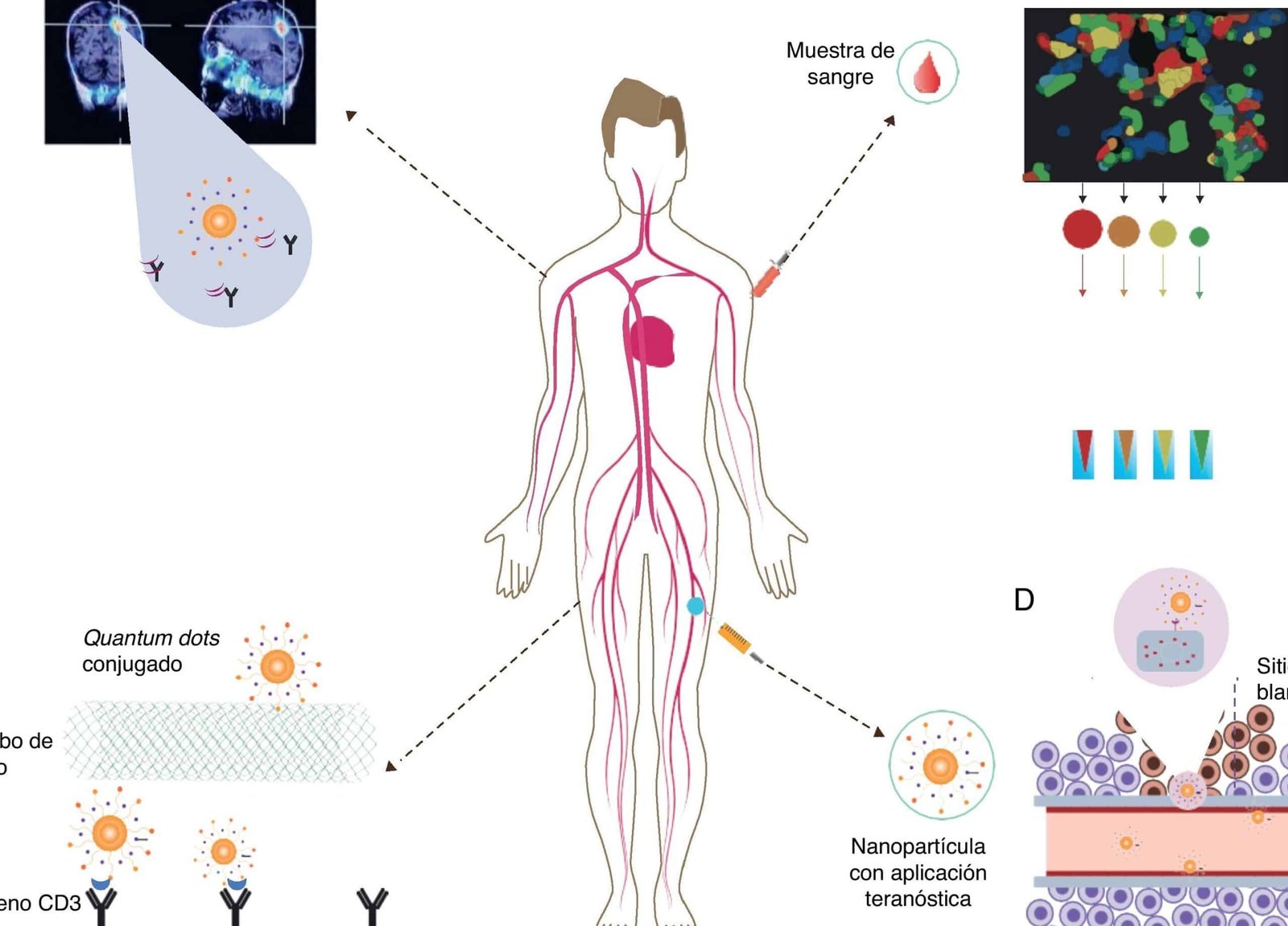 nanomedicina-y-la-barrera-placentaria-retos-de-seguridad