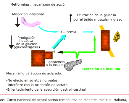 por-que-la-metformina-funciona-mejor-en-algunos-diabeticos