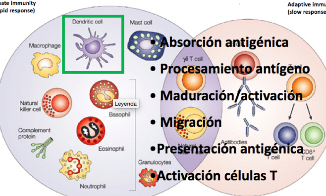 terapia-celular-para-la-esclerosis-multiple