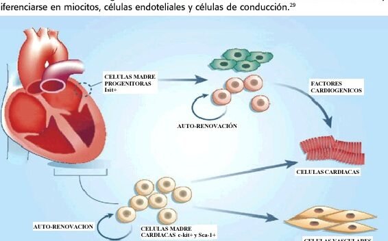 terapia-celular-para-la-regeneracion-del-musculo-cardiaco