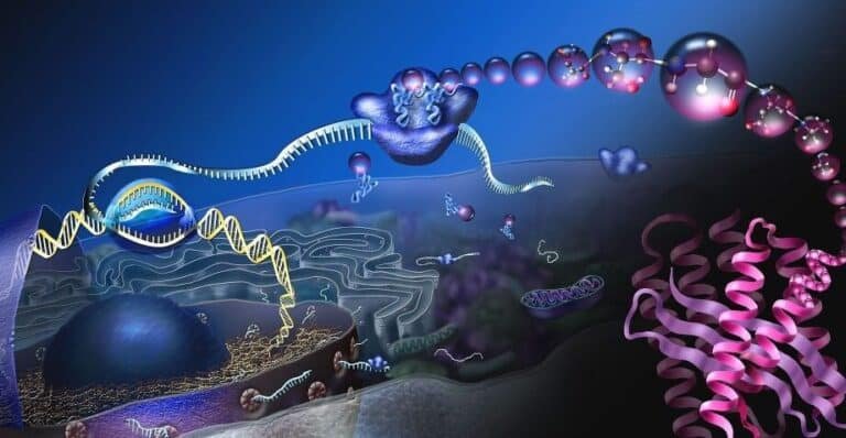 terapias-de-arn-mensajero-para-enfermedades-metabolicas-raras