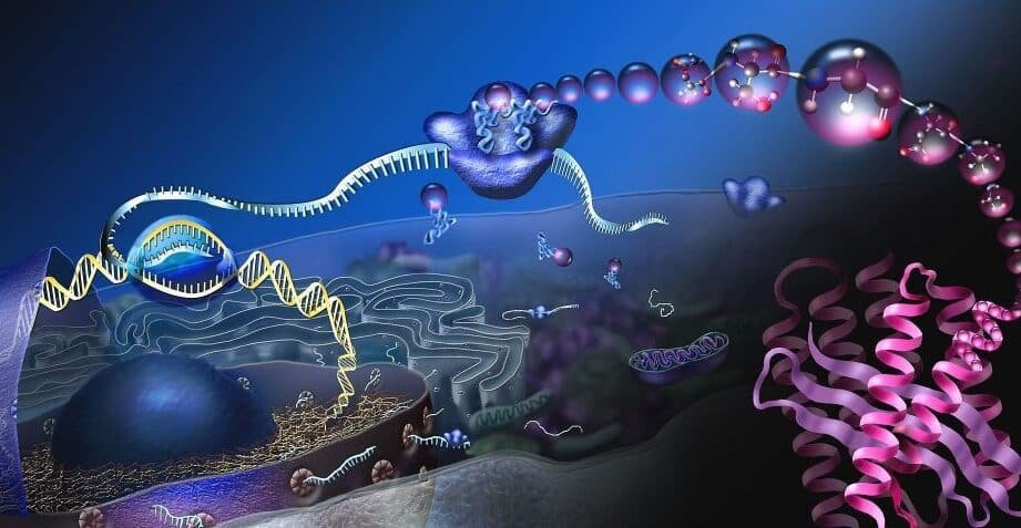 terapias-de-arn-mensajero-para-enfermedades-metabolicas-raras