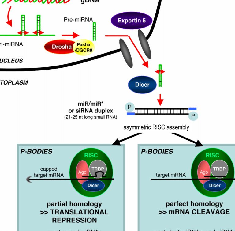 terapias-de-silenciamiento-genico-para-la-amiloidosis