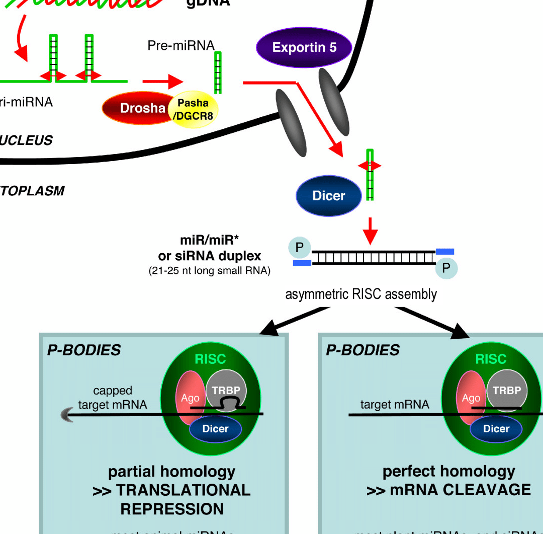 terapias-de-silenciamiento-genico-para-la-amiloidosis