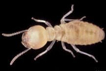 uso-de-enzimas-de-termitas-para-biocombustibles-y-bioproductos