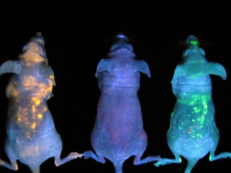 uso-de-la-luciferasa-de-luciernaga-para-rastrear-infecciones-en-tiempo-real