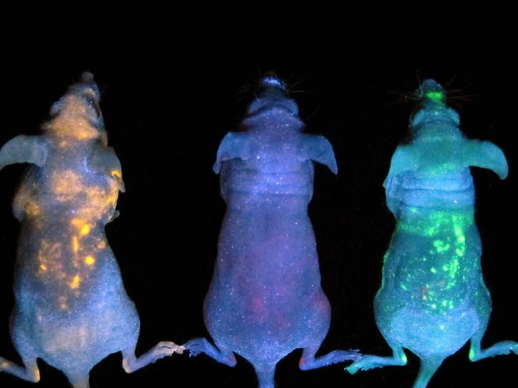 uso-de-la-luciferasa-de-luciernaga-para-rastrear-infecciones-en-tiempo-real