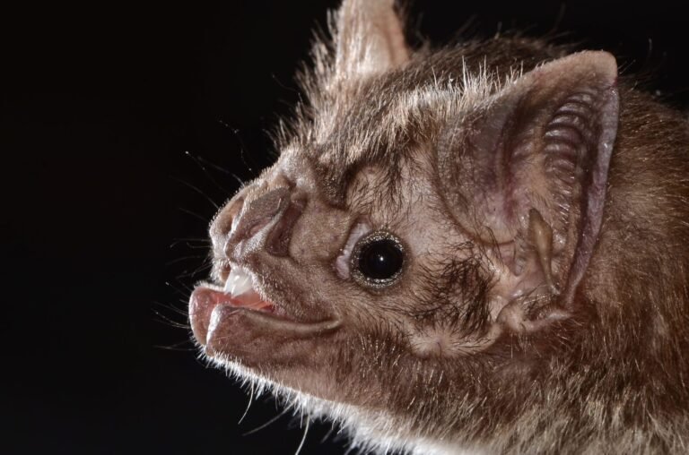 uso-de-la-saliva-de-murcielago-vampiro-para-tratar-derrames-cerebrales