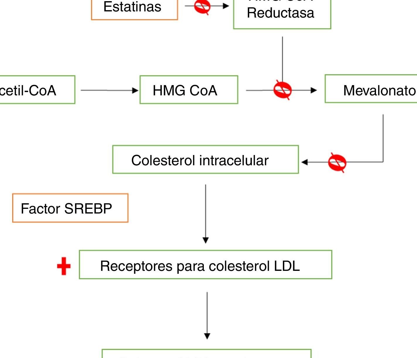 variantes-del-gen-slco1b1-y-el-dolor-muscular-por-estatinas
