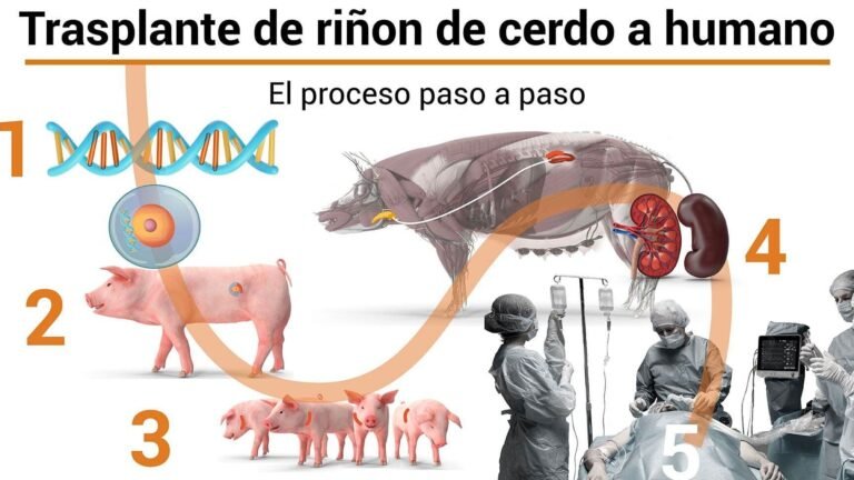 xenotransplantes-editados-geneticamente-de-cerdos-a-humanos