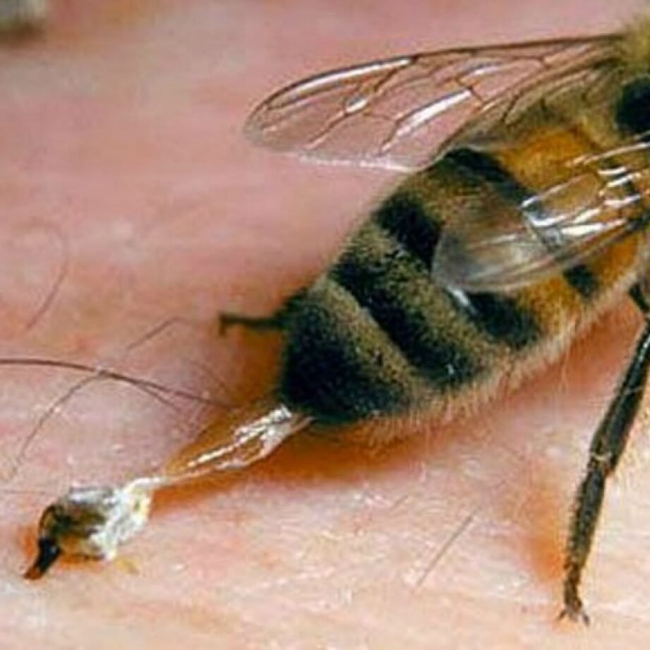 como-el-veneno-de-abeja-melitina-ataca-al-vih