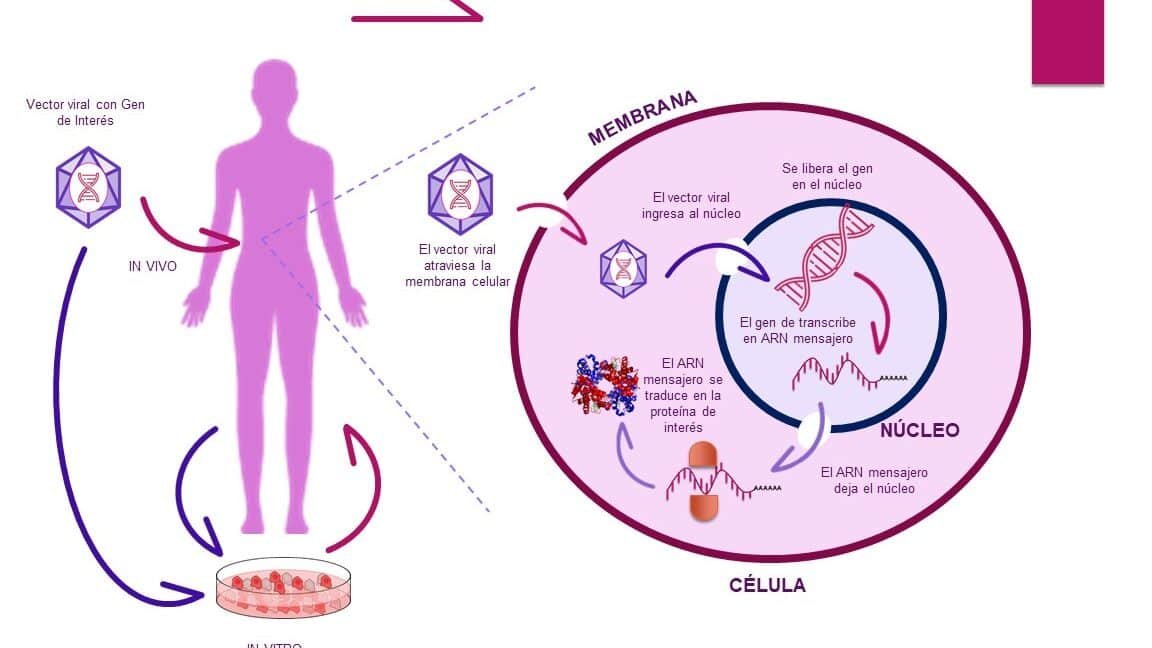 como-las-nanoparticulas-de-silice-transportan-genes-al-interior-de-las-celulas