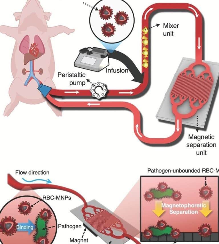 como-las-nanoparticulas-magneticas-limpian-toxinas-de-la-sangre-sepsis