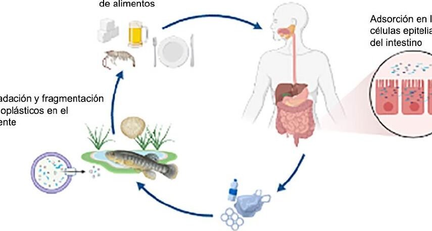 como-las-nanoparticulas-polimericas-atraviesan-el-moco-intestinal
