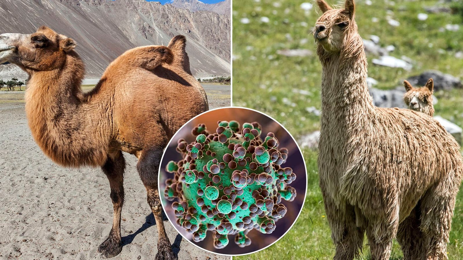 como-los-camellos-producen-nanoanticuerpos-nanobodies-terapeuticos