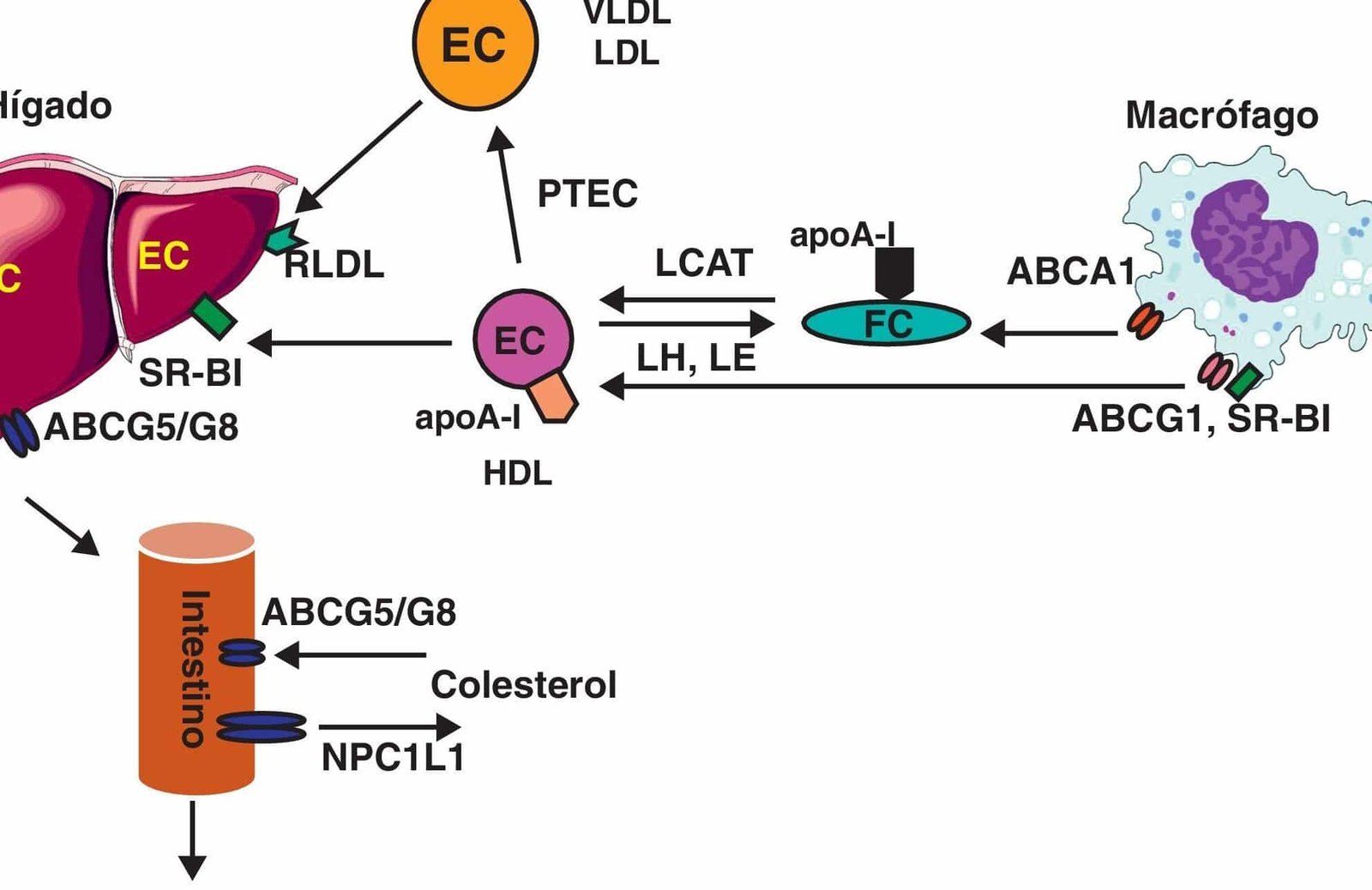 como-los-nanodiscos-de-lipoproteinas-eliminan-el-colesterol