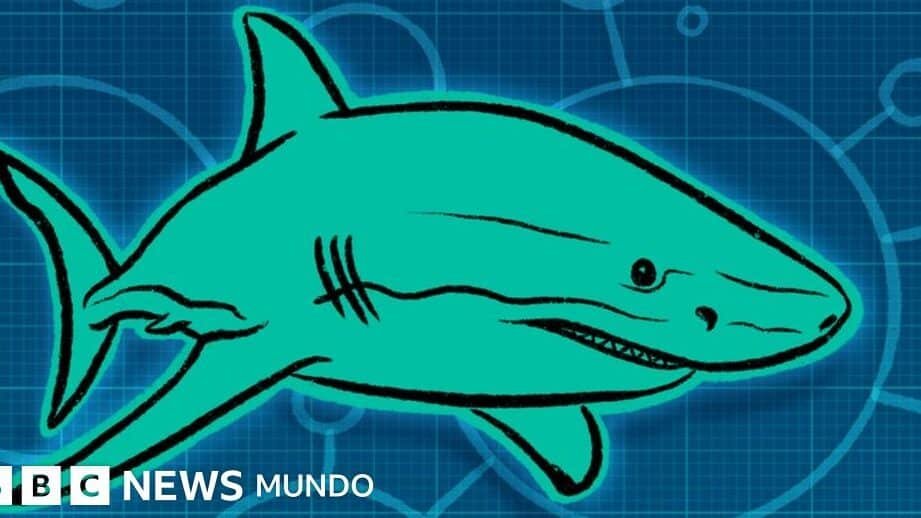 como-los-tiburones-inspiran-superficies-que-repelen-bacterias-en-hospitales