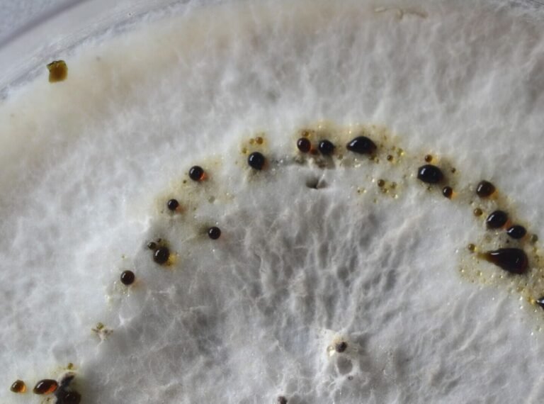 el-papel-de-los-hongos-endofitos-en-la-produccion-de-taxol