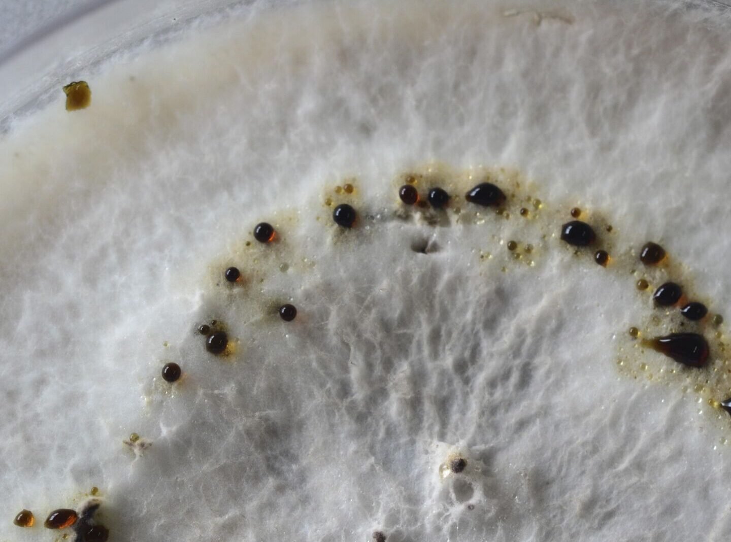 el-papel-de-los-hongos-endofitos-en-la-produccion-de-taxol