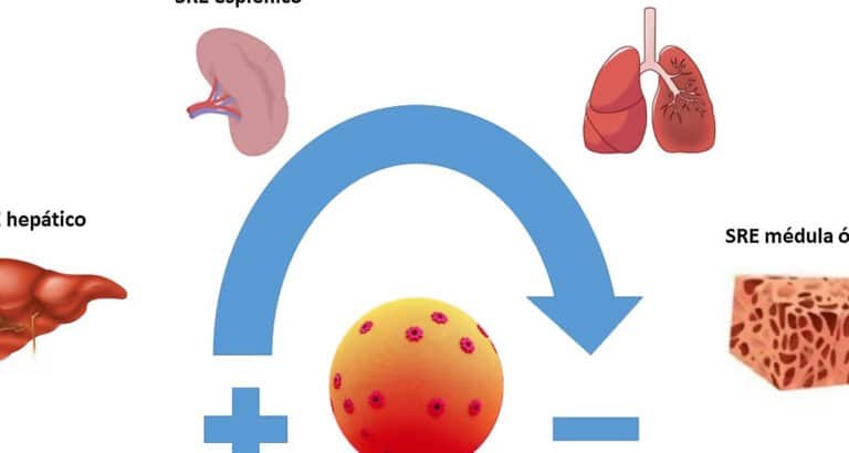 el-uso-de-liposomas-para-reducir-la-toxicidad-de-la-anfotericina-b