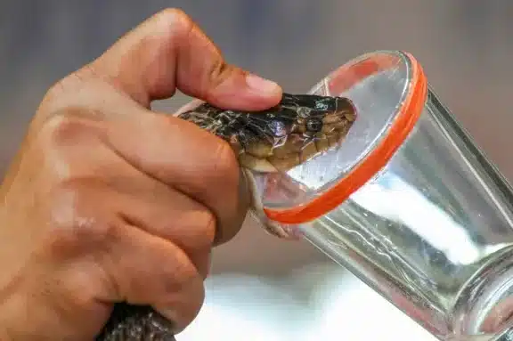 farmacos-basados-en-la-saliva-del-monstruo-de-gila-para-la-diabetes