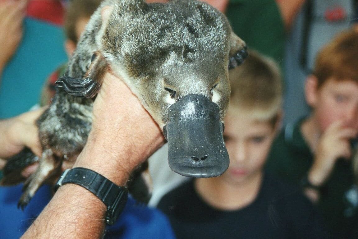 farmacos-derivados-del-veneno-de-ornitorrinco-para-la-diabetes