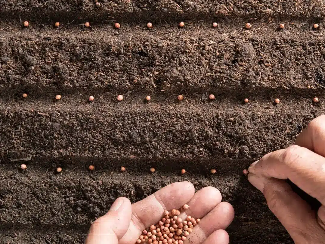 la-importancia-de-los-bancos-de-semillas-para-la-farmacologia-futura