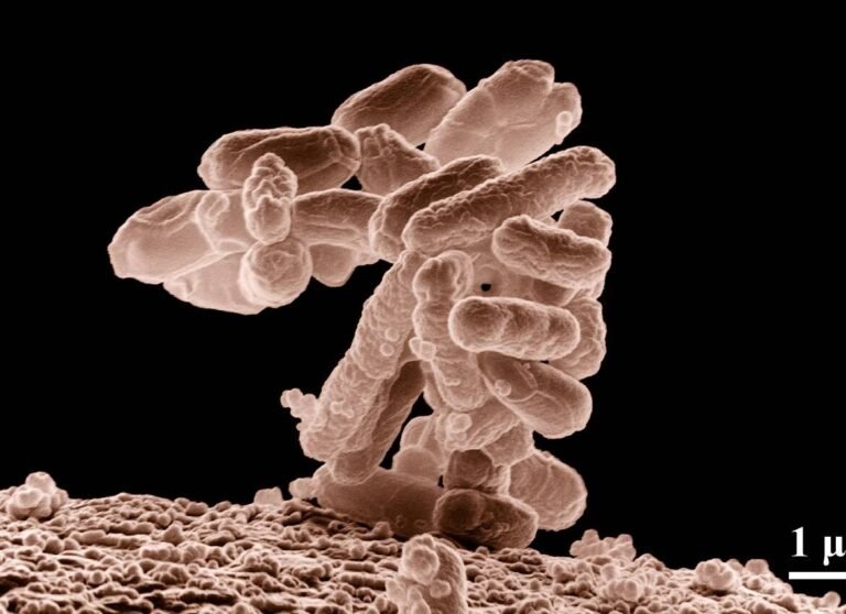 la-microbiota-intestinal-y-la-eficacia-de-la-inmunoterapia-contra-el-cancer