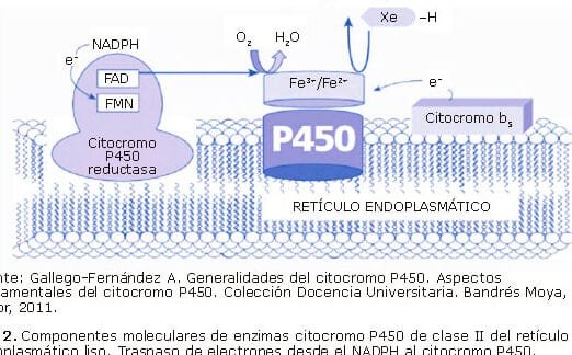 la-relacion-entre-el-citocromo-p450-y-la-metabolizacion-de-farmacos