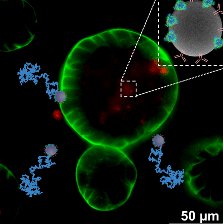nanomotores-impulsados-por-urea-para-viajar-por-el-cuerpo