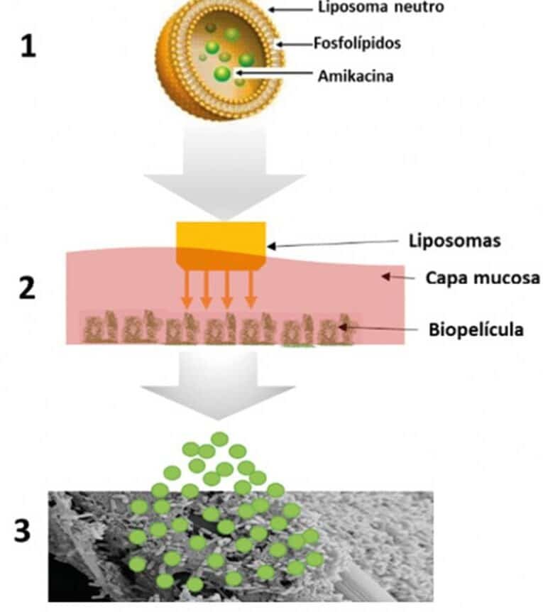 nanotecnologia-para-cruzar-la-barrera-mucosa-en-fibrosis-quistica
