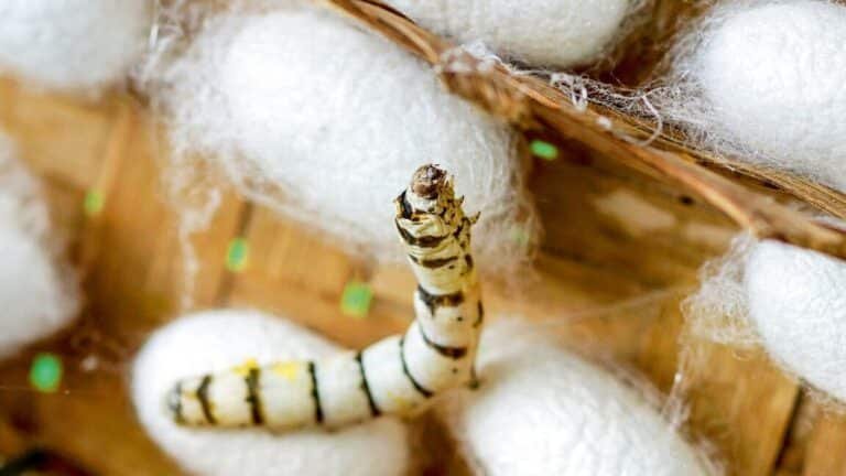 uso-de-la-seda-de-gusano-para-estabilizar-enzimas-en-test-de-diagnostico